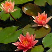 Кувшинка Команчи (оранжевая изменчивая)  Nymphaea Comanche (orange changeable)