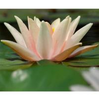 Кувшинка Сиукс (оранжевая изменчивая)  Nymphaea Sioux (orange changeable)