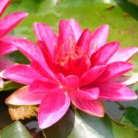 Кувшинка Бурганди Принцесс (красная)  Nymphaea Burgandy Princess (red)