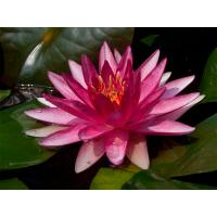 Кувшинка Конкерор (красная)  Nymphaea Conqueror (red)