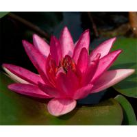 Кувшинка Еллисиана (красная)  Nymphaea Ellisiana (red)