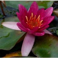 Кувшинка Пигмея Рубра (красная)  Nymphaea Pygmaea Rubra (red)