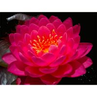 Кувшинка Фаир Опал (розовая)  Nymphaea Fire Opal (pink)