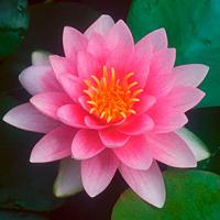 Кувшинка Голландия (розовая) MNymphaea Hollandia (pink)
