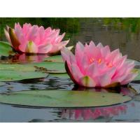 Кувшинка Лилипонс (розовая)  Nymphaea Lilypons (pink)