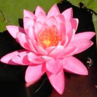 Кувшинка Принцес Элизабет (розовая)  Nymphaea Princess Elisabeth (pink)