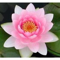 Кувшинка Сомптуоза (розовая)  Nymphaea Somptuosa (pink)