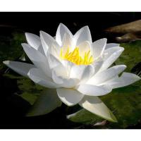 Кувшинка Алба (белая)  Nymphaea Alba (white)