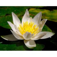Кувшинка Пигмея Алба (белая)  Nymphaea Pygmaea Alba (white)