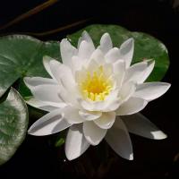 Кувшинка тубероза Ричардсона (белая)  Nymphaea tuberosa Richardsonii (white)