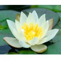 Кувшинка Пигмея Хелволва (желтая)  Nymphaea Pygmaea Helvolva (yellow)