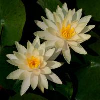 Кувшинка Техас Дон (желтая)  Nymphaea Texas Dawn (yellow)