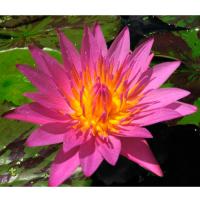 Кувшинка Куин оф Сиам (розовая)  Nymphaea Queen of Siam (pink)