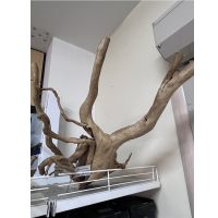 Коряга красная Экстра
