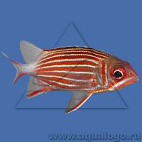 Рыба-белка  Sargocentron sp.