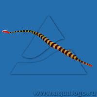 Игла-зебра красноxвостая S