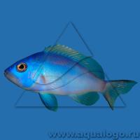 Гипоплектрус гемма (Вака голубая)  Hypoplectrus gemma