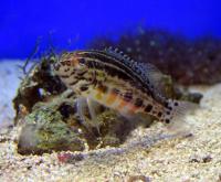Групер (Каменный окунь, Серранус) Болдуина  Serranus baldwini