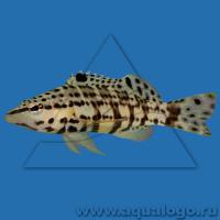 Групер (Каменный окунь, Серранус) тигровый  Serranus tigrinus