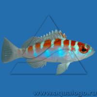 Групер (Каменный окунь, Серранус) карликовый  Serranus tortugarum