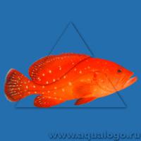 Групер белопятнистый  Epinephelus coeruleopunctatus