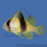 Групер двухполосый (Желтый диплоприон)  Diploprion bifasciatus