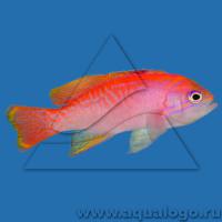 Антиас двупятнистый  Pseudanthias bimaculatus