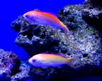 Антиас лирохвостый красноплавничный (самка)  Pseudanthias dispar (Mirolabrychthys dispar)