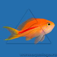 Антиас краснополосый  Pseudanthias fasciatus