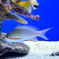 Антиас зеленый (Антиас хухти)  Pseudanthias huchtii (Anthias huchti)