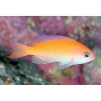 Антиас коренастый  Pseudanthias hypselosoma