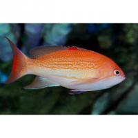 Антиас желтополосый  Pseudanthias luzonensis (Anthias luzonensis)