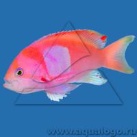 Антиас-квадрат (самец)  Pseudanthias pleurotaenia (Anthias pleurotaenia)