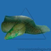 Конгрогадус ковровый зеленый (Угретреска ковровая)  Congrogadus subducens