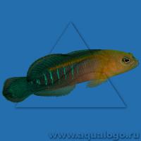 Ложнохромис волнистый голубополосый  Pseudochromis cyanotaenia