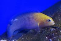 Ложнохромис оранжевоголовый  Pseudochromis dilectus