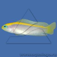 Ложнохромис желтоспинный  Pseudochromis flavivertex
