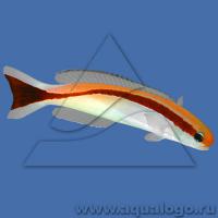 Хоплолатилус (Гоплолатил) красноголовый S