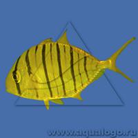 Каранг золотой  Gnathanodon speciosus