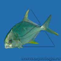 Помпано тупорылый (Траxинот тупорылый)  Trachinotus blochii