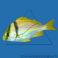 Рыба-ворчун виргинская  Anisotremus virginicus