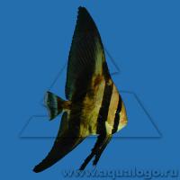 Платакс горбатоголовый  Platax batavianus