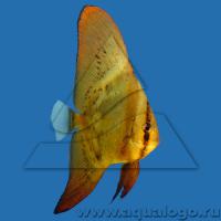 Платакс голубой LPlatax orbicularis