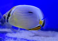 Бабочка трифасциатус (красноплавничная)  Chaetodon trifasciatus