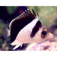 Бабочка Бурджесса  Chaetodon burgessi (возможно, гибрид Chaetodon flavocoronatus x Chaetodon tinkeri)