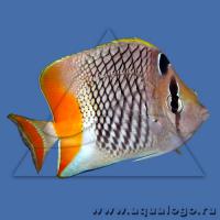 Бабочка сетчатая оранжевоxвостая (ксантурус)  Chaetodon xanthurus