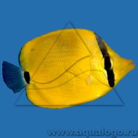 Бабочка точечная  Chaetodon semeion