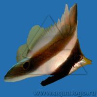 Бабочка вымпельная xризостомус (Хениоxус треxполосый)  Heniochus chrysostomus (H. permutatus)