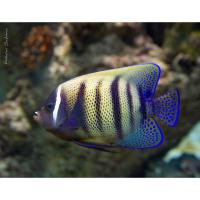 Ангел шестиполосый (секстриатус)  Pomacanthus sexstriatus (Euxiphipops sexstriatus)