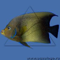 Ангел рябой (семициркулятус)  Pomacanthus semicirculatus